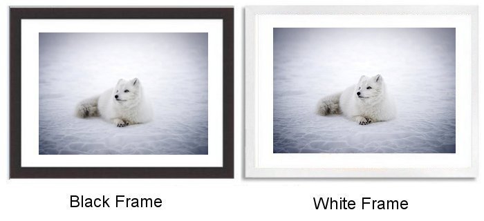 Artic Fox Framed Print